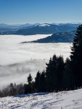 Kışın karlı bir ormanın güzel bir görüntüsü.