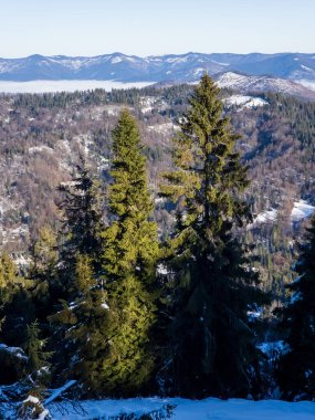 Karpatya ormanlarının karla kaplı dağları.