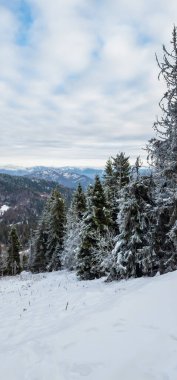 Karla kaplı ağaçlarla kaplı güzel kış manzarası