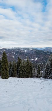 Kar ve ağaçlarla kaplı kış manzarası