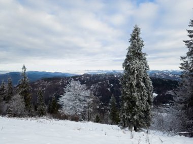 Karla kaplı ağaçlarla kaplı kış manzarası