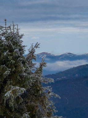 Karda kış dağı ormanı