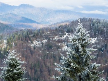 Kışın dağın tepesinde köknar ağaçları karla kaplanır. Karpatlar, Ukrayna