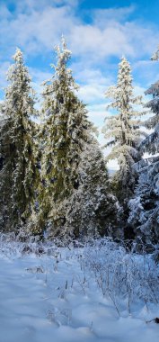 Ormandaki ağaçlarla kaplı karlı kış manzarası