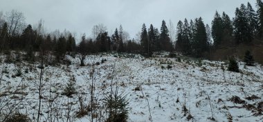 Karla kaplı ağaçlarla kaplı kış manzarası