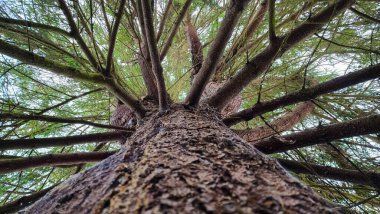 Ormanda çam ağaçları ve bir ağaç tacı.