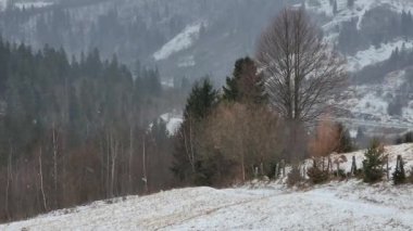 Ağaçlar ve karla kaplı kış manzarası