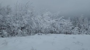 Karlı bir kış manzarası. Karla kaplı ağaçlar..