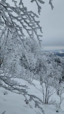 Karlı ağaçlar ve bulutlu bir gün ile kış ormanı manzarası