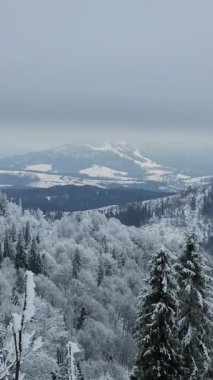 Karla kaplı ağaçlarla kaplı kış manzarası