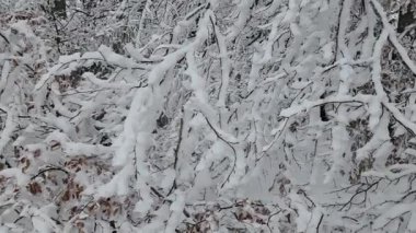 Güzel kış ormanı. Ağaçlar, kar ve buz.