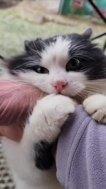 Beyaz tüylü kedili kedi