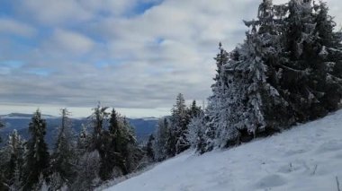 Ormandaki güzel kış manzarası.