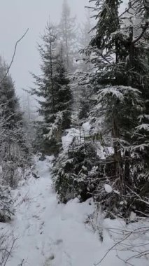 Kışın karla kaplı orman, doğa