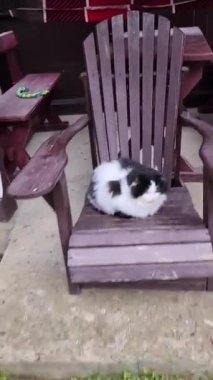 Beyaz tüylü kedi yerde yatıyor.