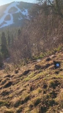 Ormandaki bir dağın dikey görüntüsü.