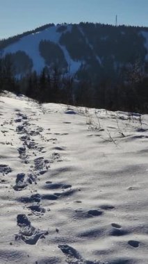 Bir kış ormandaki ağaçlar kar kaplı