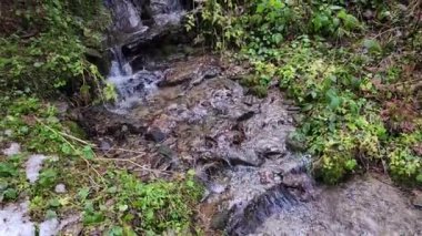 Ormanda güzel bir şelale