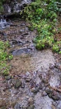 Ormanda güzel bir şelale