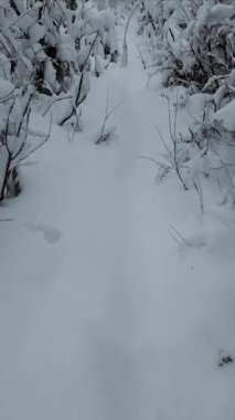 Arkasında ağaçlar ve dallar olan karlı bir orman.