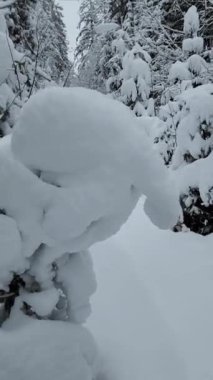 Güzel karlı dağ manzarası