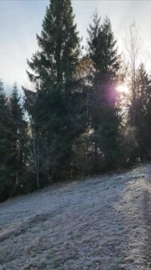 Dağlardaki bir ormanın güzel bir görüntüsü