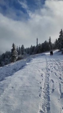 Karla kaplı ağaçlarla kaplı kış ormanı