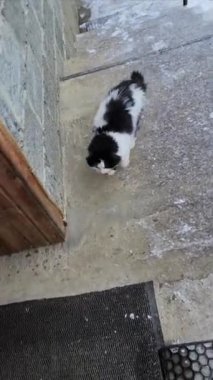 Yavru kedi oturuyor.