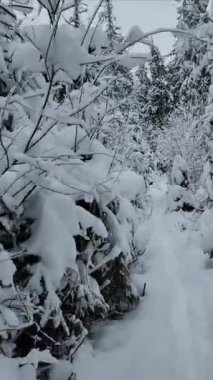 Ağaçlar karla kaplı kış ormanı