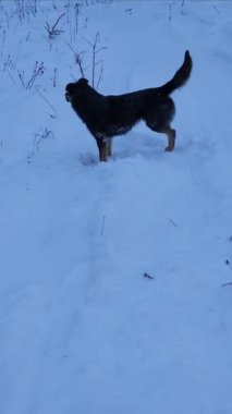 Köpek cinsi Sibirya kurdu.