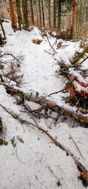 Ormanda Kışın kar.