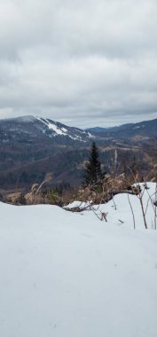 Bulutlu bir günde güzel bir karlı ormanın dikey görüntüsü.