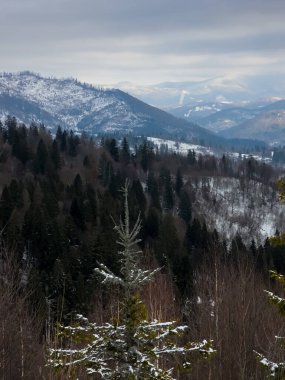 Çam ağacı karla kaplı kış manzarası