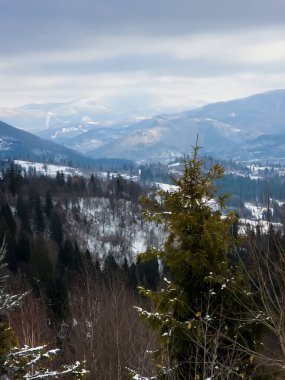 Kar ve ağaçlarla dolu güzel kış manzarası