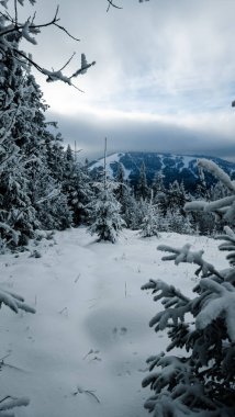 Dağları karla kaplı kış ormanı. Slovakya