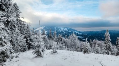 Karla kaplı ağaçlarla kaplı güzel kış manzarası