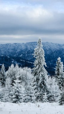 Karla kaplı ağaçlarla kaplı kış manzarası
