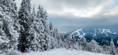 Karla kaplı ağaçlarla kaplı kış manzarası