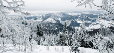 Çam ağacı dallarıyla kaplı karlar. Güzel kış manzarası