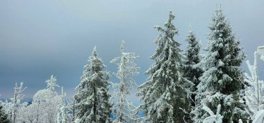 Kar - kış ormanlarında kırağı olan ağaçlar, doğal arka plan.