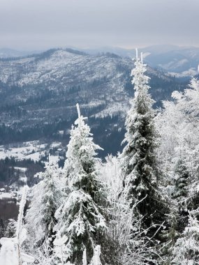 kış orman bir dağ yamacında