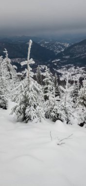 Karla kaplı ağaçlarla kaplı kış manzarası