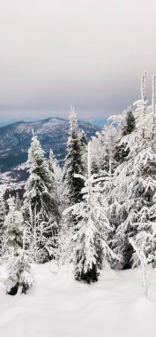 Karla kaplı ağaçlarla kaplı kış manzarası