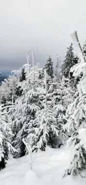 Köknar ağaçları ve karla kaplı kış manzarası
