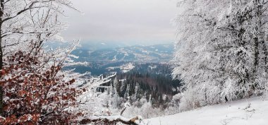 Karla kaplı ağaçlarla kaplı güzel kış manzarası