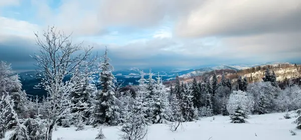 Karla kaplı ağaçlarla kaplı kış manzarası.