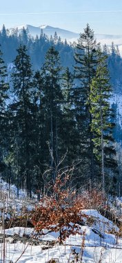 Karla kaplı ağaçlarla kaplı güzel kış manzarası