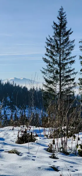 Karla kaplı ağaçlarla kaplı kış manzarası