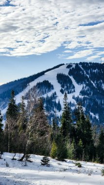 Ormanda karlı kış manzarası