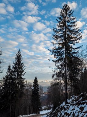 Kışın ağaçlar ve dağlar